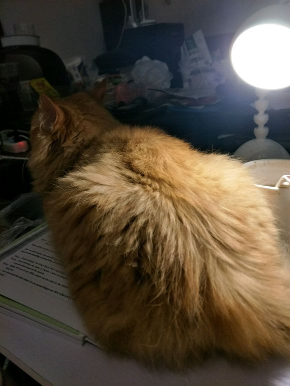 救助流浪猫导致感染猫瘟,救助猫瘟的猫咪