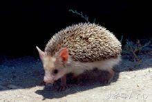 刺猬的医用知识,关于刺猬的科普知识