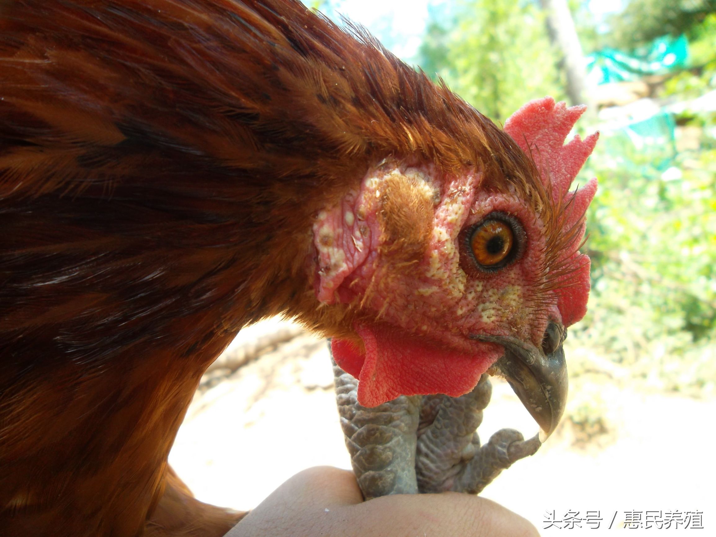 养鸡与鸡痘病防治,养鸡如何处理鸡痘