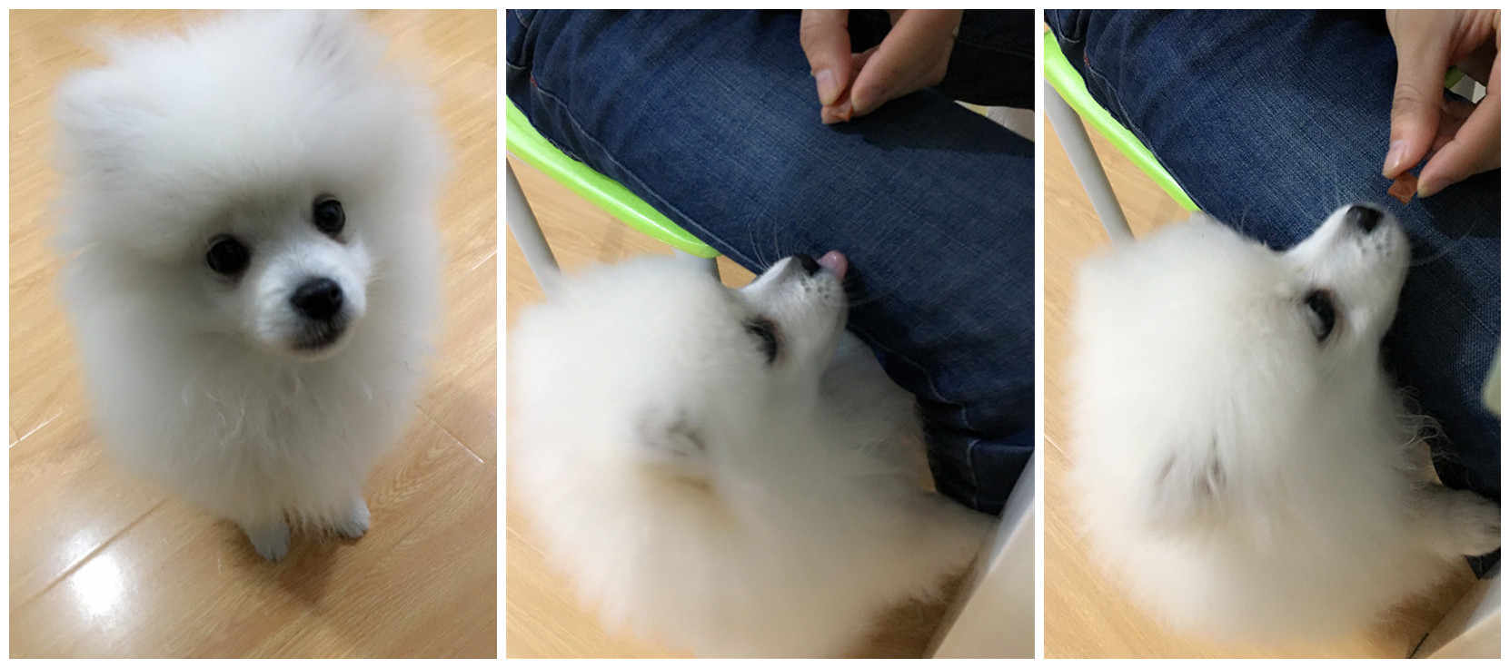 狗狗挑食怎么办都要饿死了,怎么训练狗狗别贪吃