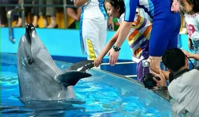 水母珊瑚海洋馆,海豚水母珊瑚篇