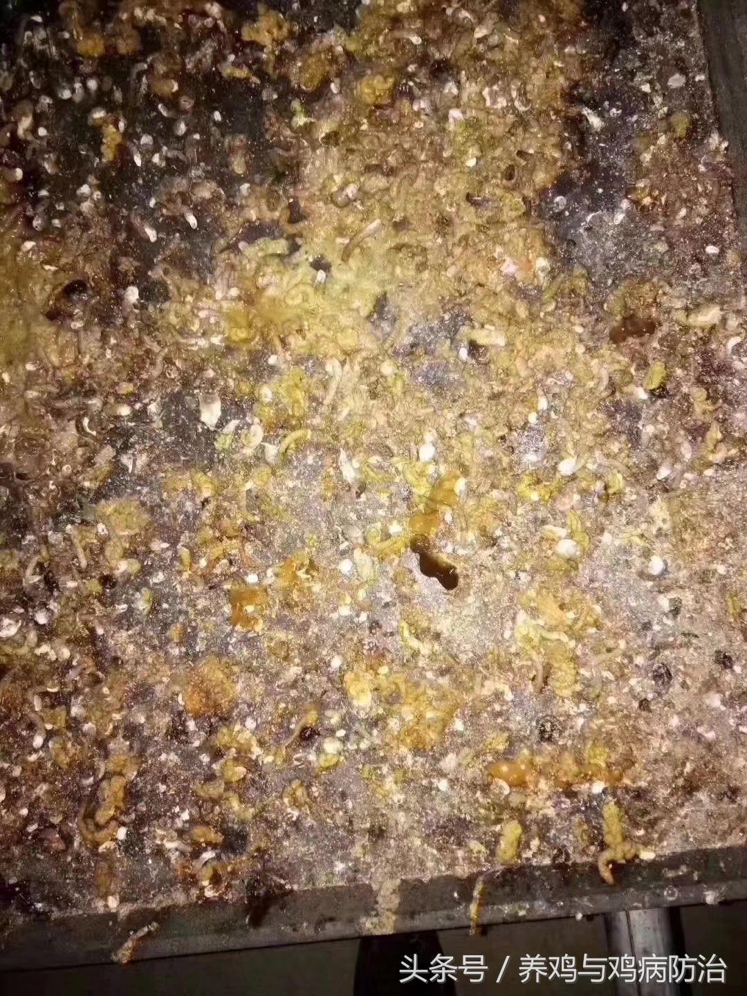 养鸡大全全部视频,养鸡视频大全100只鸡