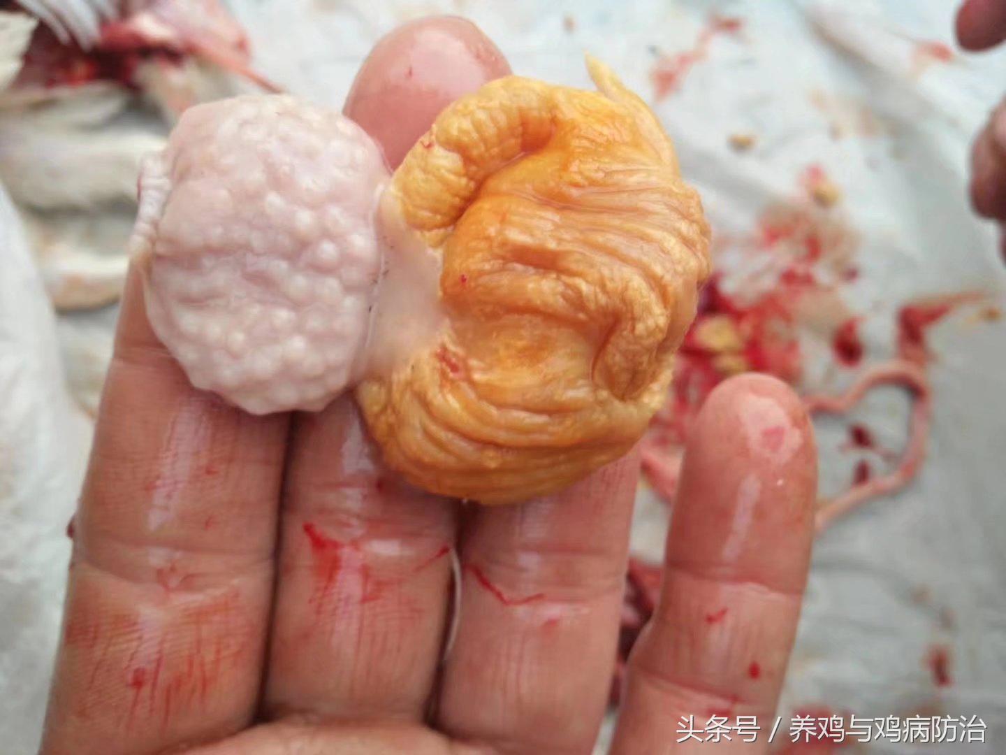 养鸡大全全部视频,养鸡视频大全100只鸡