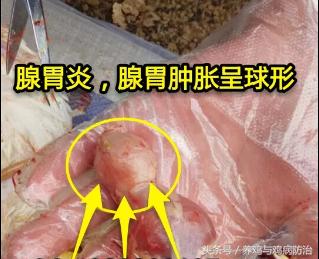 养鸡大全全部视频,养鸡视频大全100只鸡