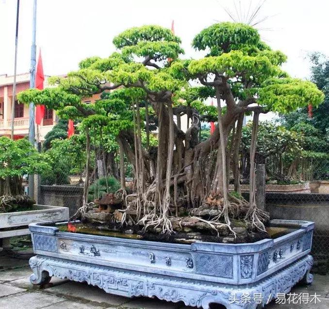 榕树掉叶是什么原因引起的,人参榕树掉叶怎么回事