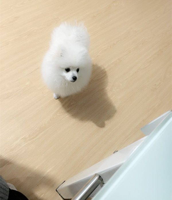 狗狗挑食怎么办都要饿死了,怎么训练狗狗别贪吃