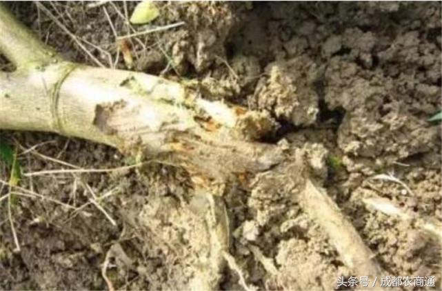 苦守荒山数十载，宝剑锋从磨砺出！