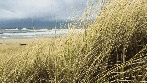 顾城的门前读诗,顾城的经典诗句感悟