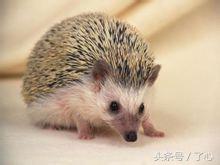 刺猬的医用知识,关于刺猬的科普知识