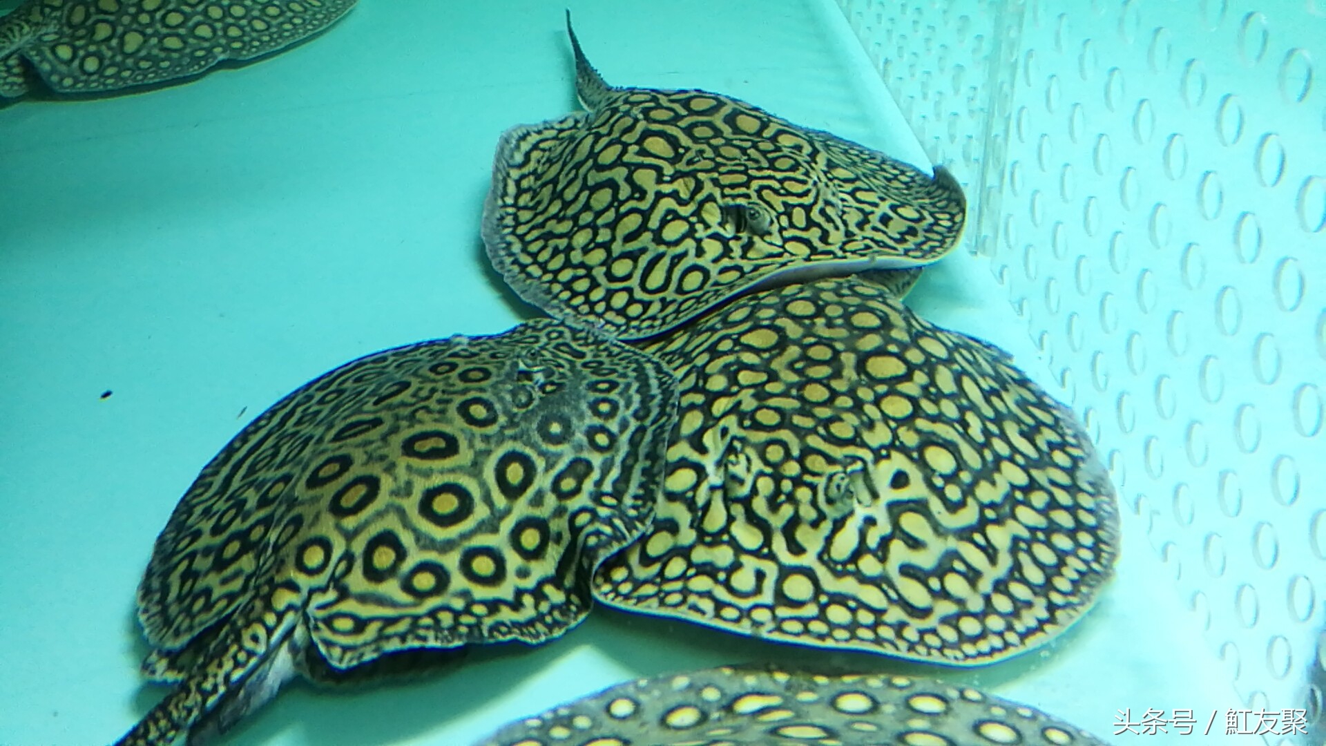 要怎样养好魟鱼,魟鱼最佳饲养方法