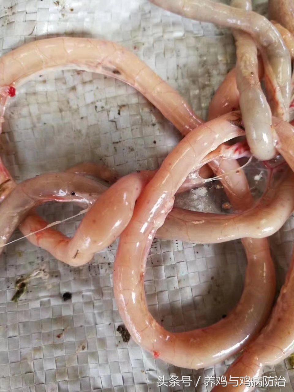 养鸡大全全部视频,养鸡视频大全100只鸡