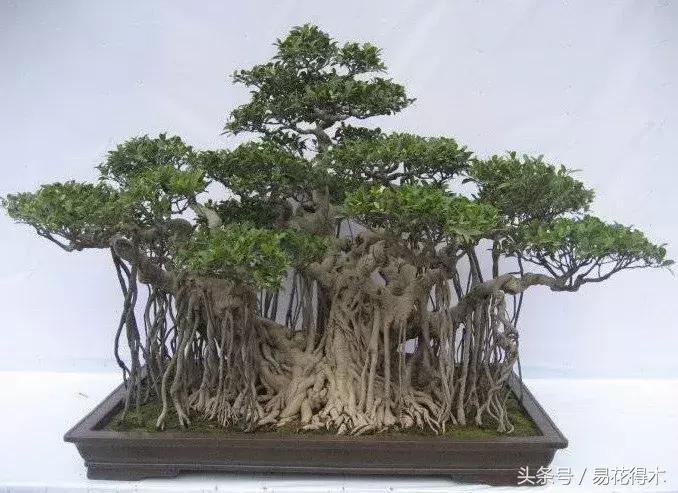 榕树掉叶是什么原因引起的,人参榕树掉叶怎么回事