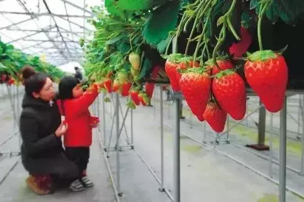 成都周边10个摘草莓好去处,成都采草莓哪个地方最好