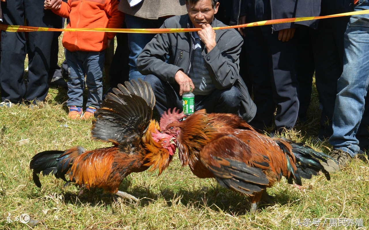 养鸡与鸡痘病防治,养鸡如何处理鸡痘
