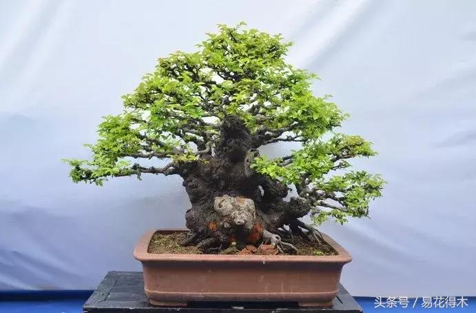 榕树掉叶是什么原因引起的,人参榕树掉叶怎么回事