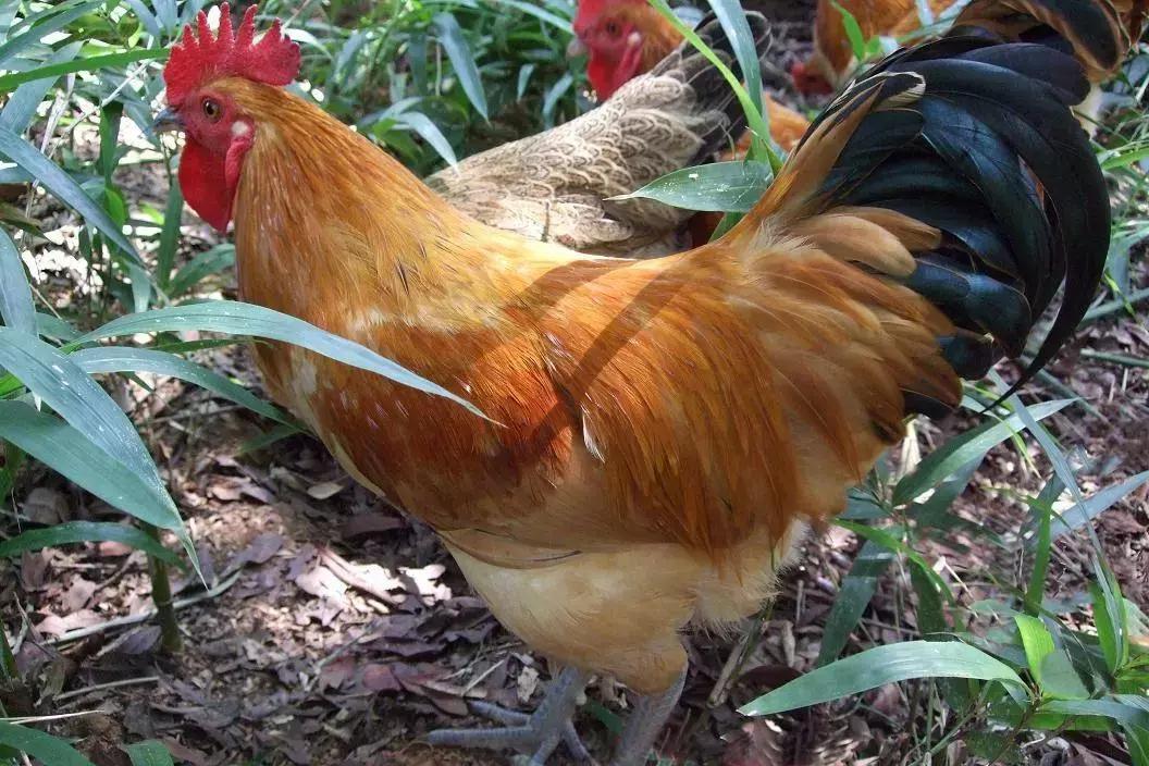 蛙宝的缺点,蛙宝的真实样子