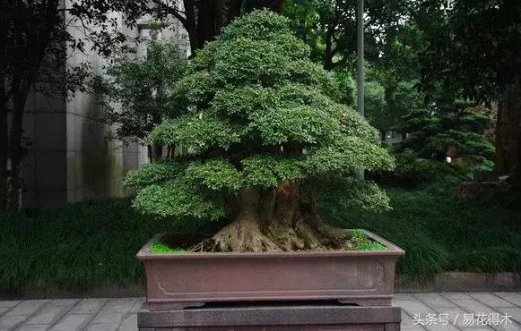 榕树掉叶是什么原因引起的,人参榕树掉叶怎么回事