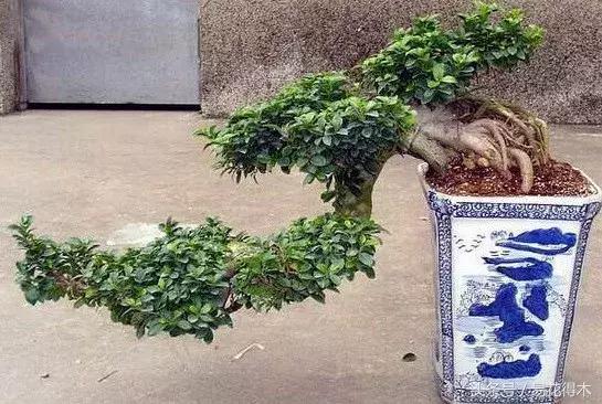 榕树掉叶是什么原因引起的,人参榕树掉叶怎么回事