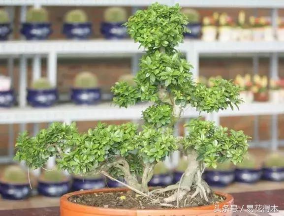 榕树掉叶是什么原因引起的,人参榕树掉叶怎么回事