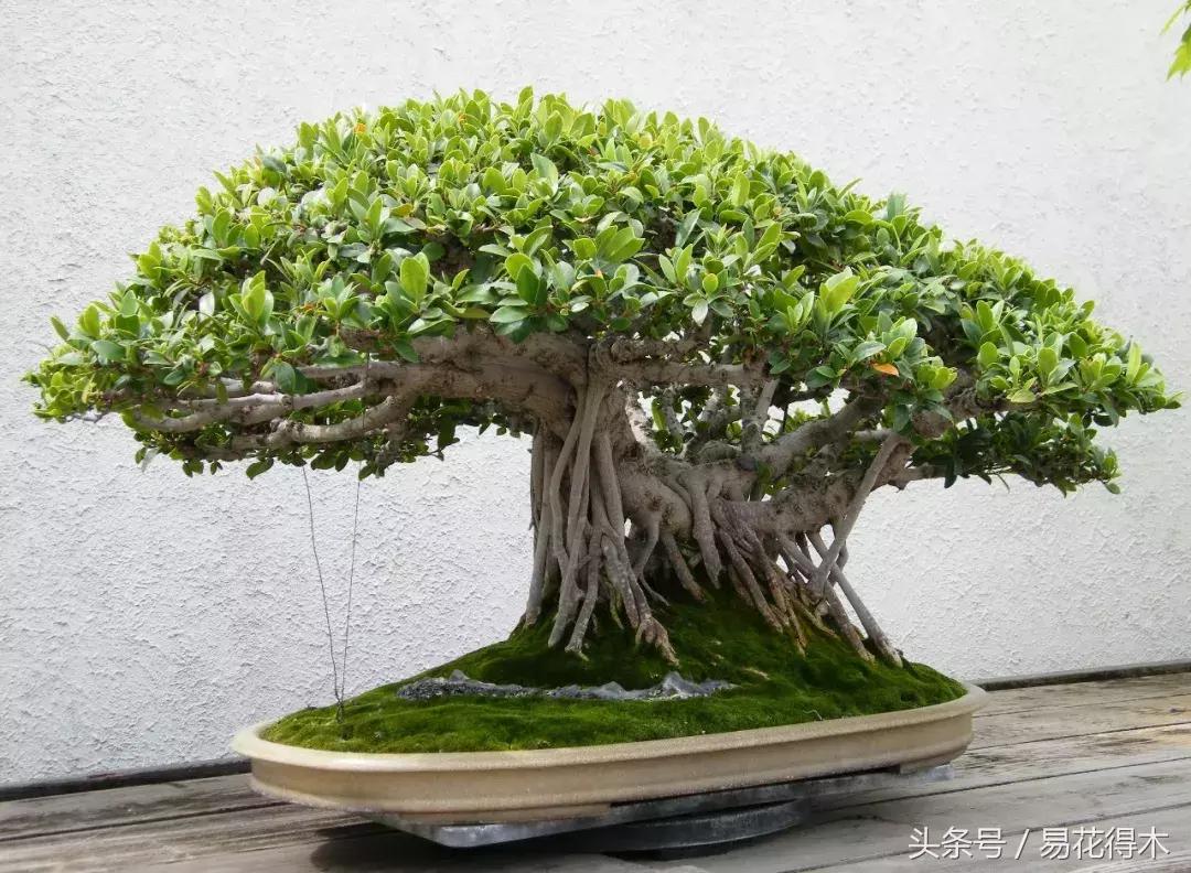 榕树掉叶是什么原因引起的,人参榕树掉叶怎么回事