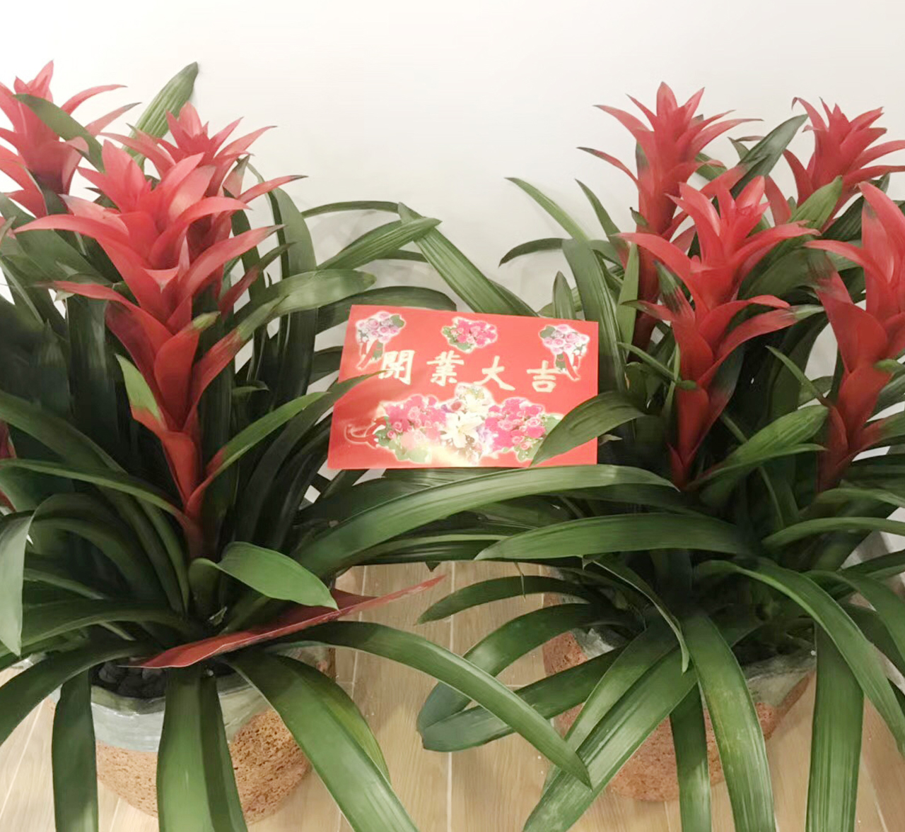 百年吴越最新视频,百年吴越直播