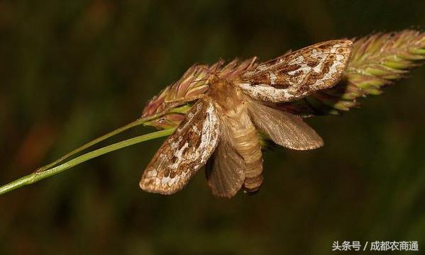 冬虫夏草可人工种植,冬虫夏草人工种植方法