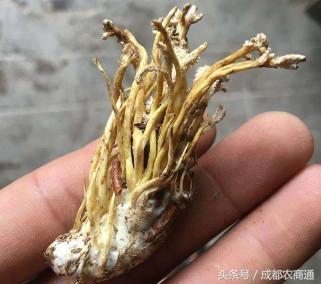 冬虫夏草可人工种植,冬虫夏草人工种植方法