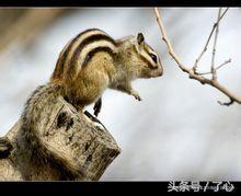 金花鼠长什么样子,关于金花鼠的介绍