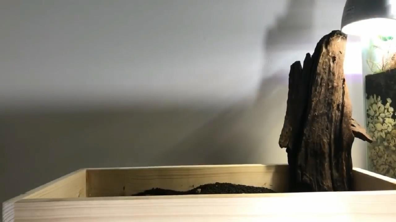 草缸造景维护教程,苔藓造景雨林缸新手