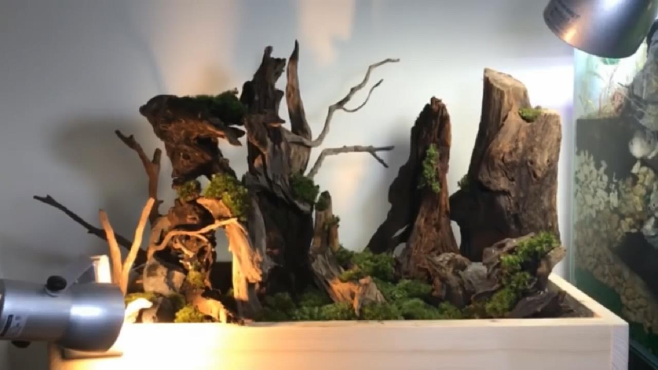 草缸造景维护教程,苔藓造景雨林缸新手