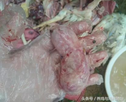 养鸡大全全部视频,养鸡视频大全100只鸡