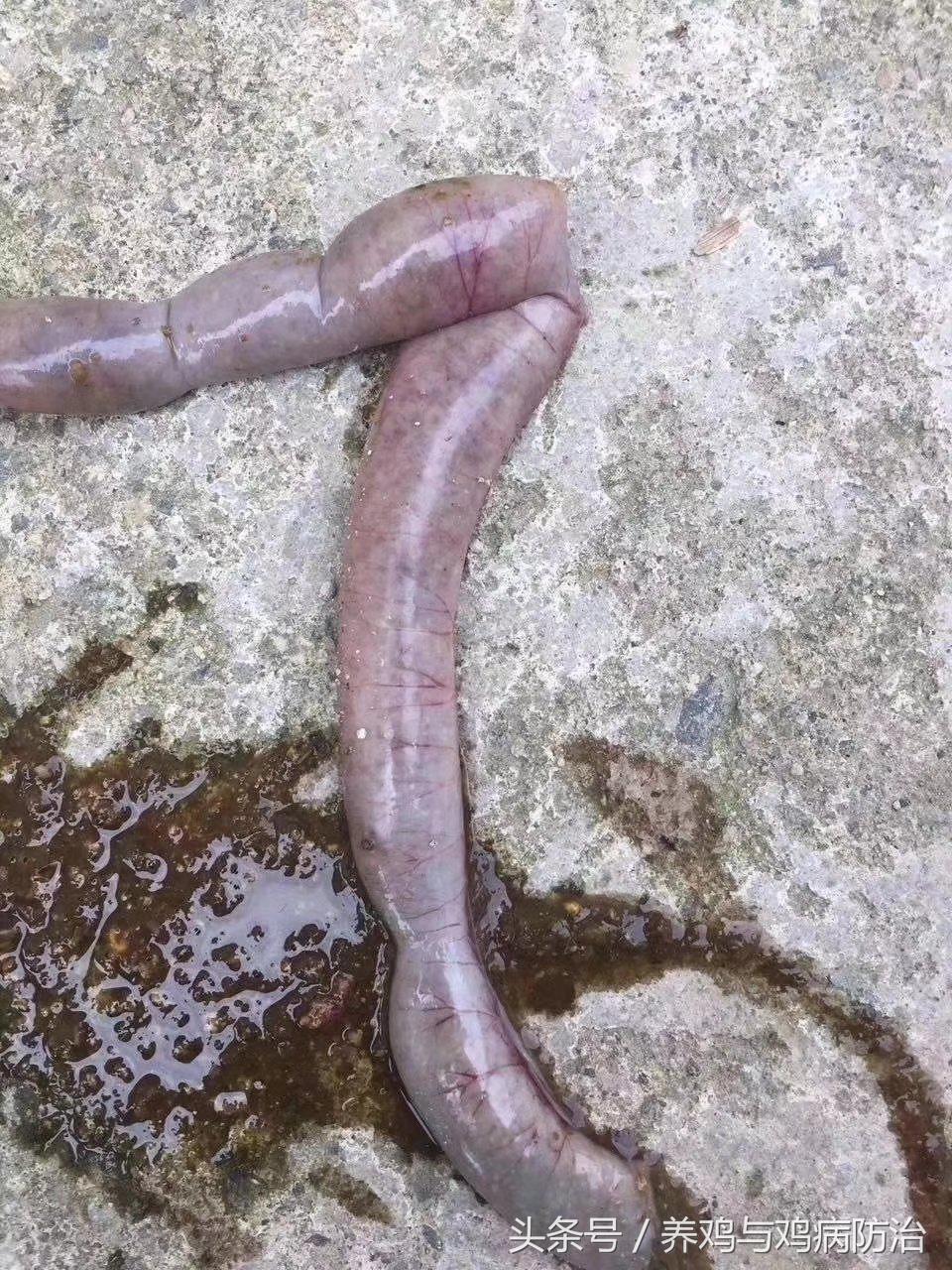 养鸡大全全部视频,养鸡视频大全100只鸡