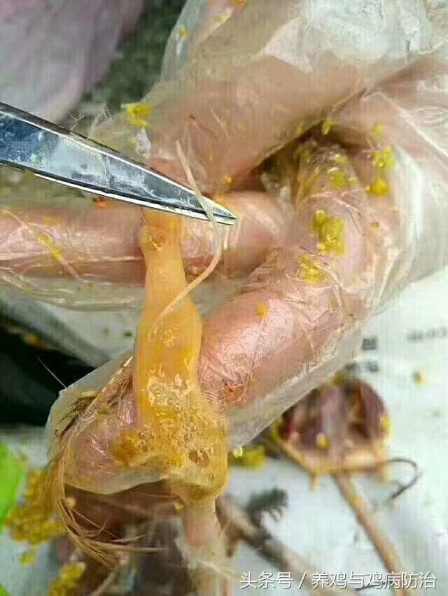 养鸡大全全部视频,养鸡视频大全100只鸡