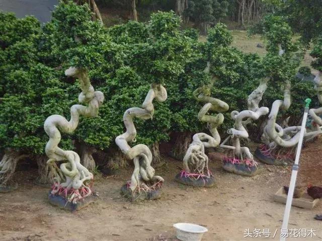 榕树掉叶是什么原因引起的,人参榕树掉叶怎么回事