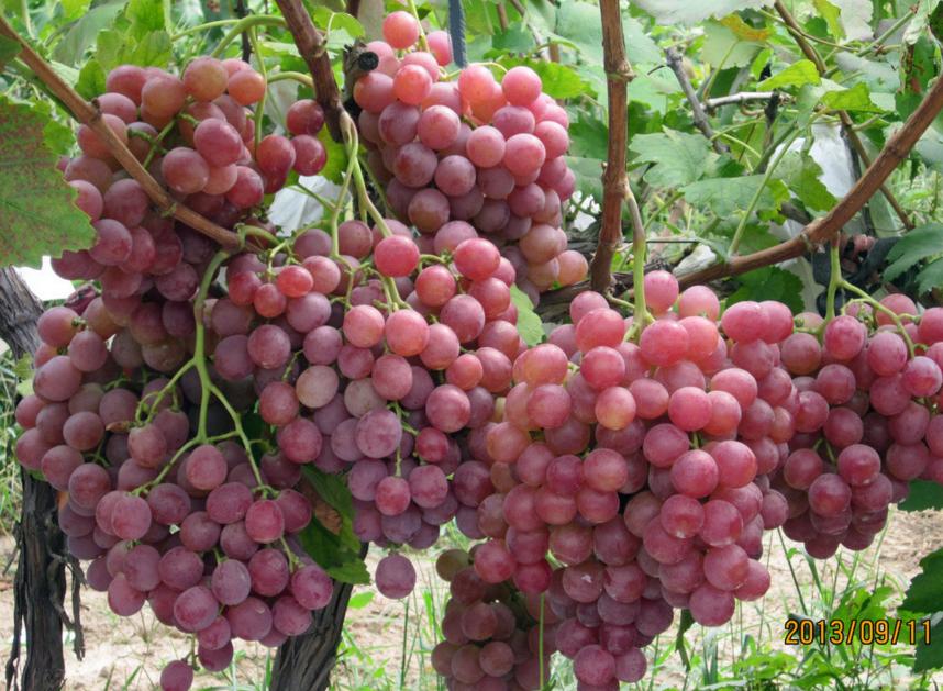 葡萄果园病虫害治理,葡萄全园病害图