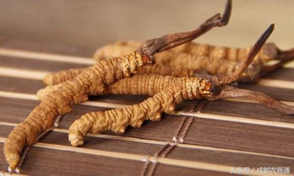 冬虫夏草可人工种植,冬虫夏草人工种植方法