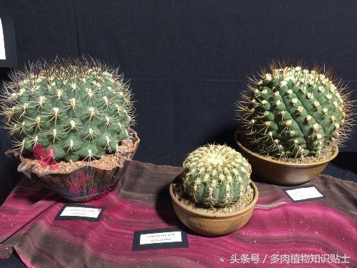 仙人掌有什么知识,仙人掌植物生长的小知识