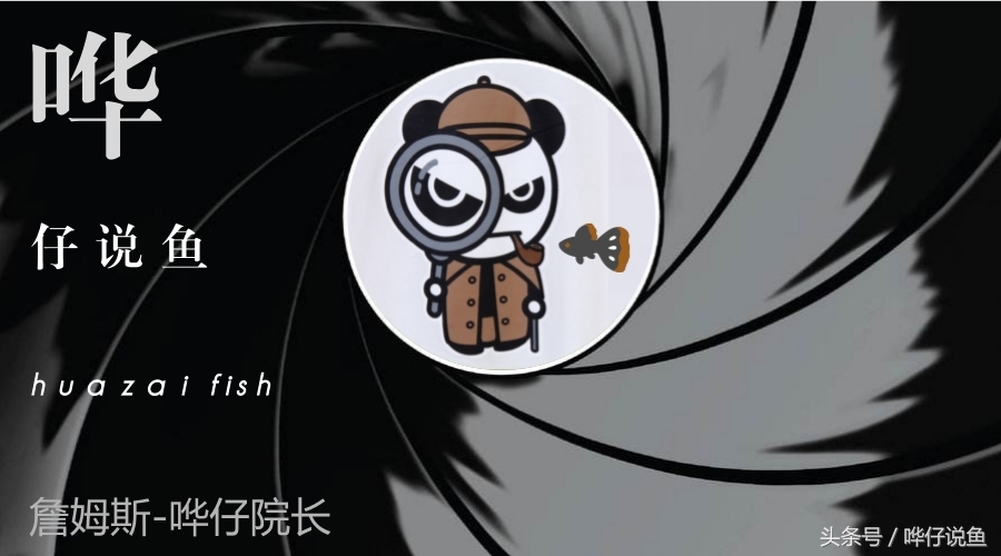 快打住！开水族店的这个念头就此打住，你把这件事想得太简单了！