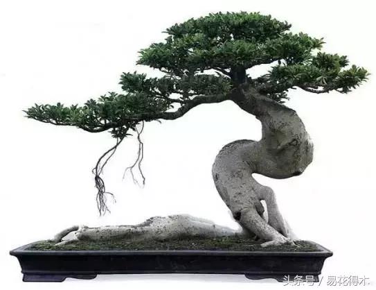 榕树掉叶是什么原因引起的,人参榕树掉叶怎么回事