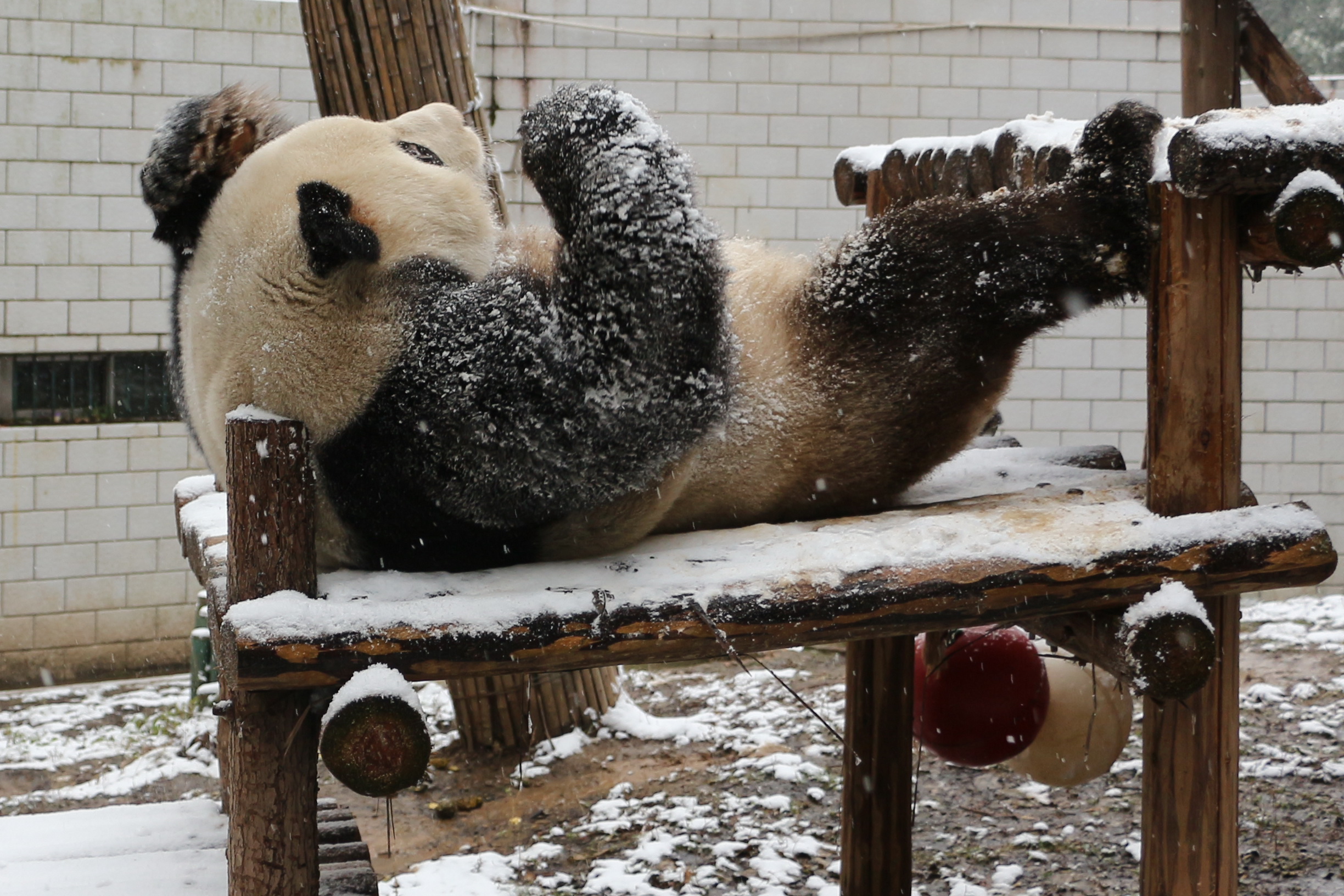 秋高气爽大熊猫户外玩耍萌态十足,大熊猫第一次在雪里玩耍