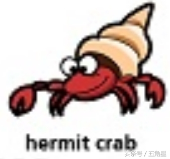 30个动物英语单词视频,动物的英语单词常见100个