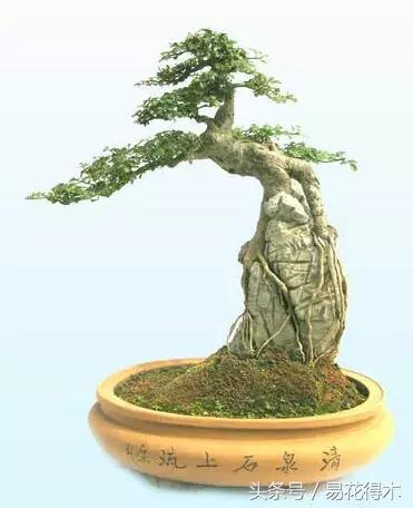 榕树掉叶是什么原因引起的,人参榕树掉叶怎么回事