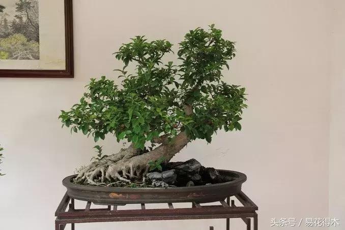 榕树掉叶是什么原因引起的,人参榕树掉叶怎么回事