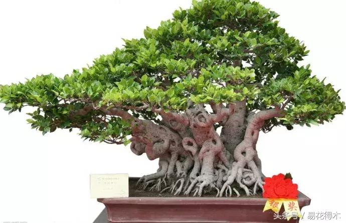 榕树掉叶是什么原因引起的,人参榕树掉叶怎么回事