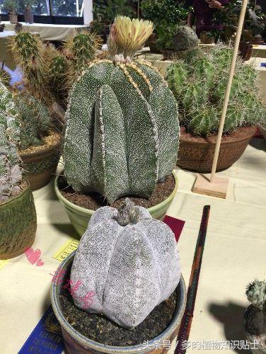 仙人掌有什么知识,仙人掌植物生长的小知识