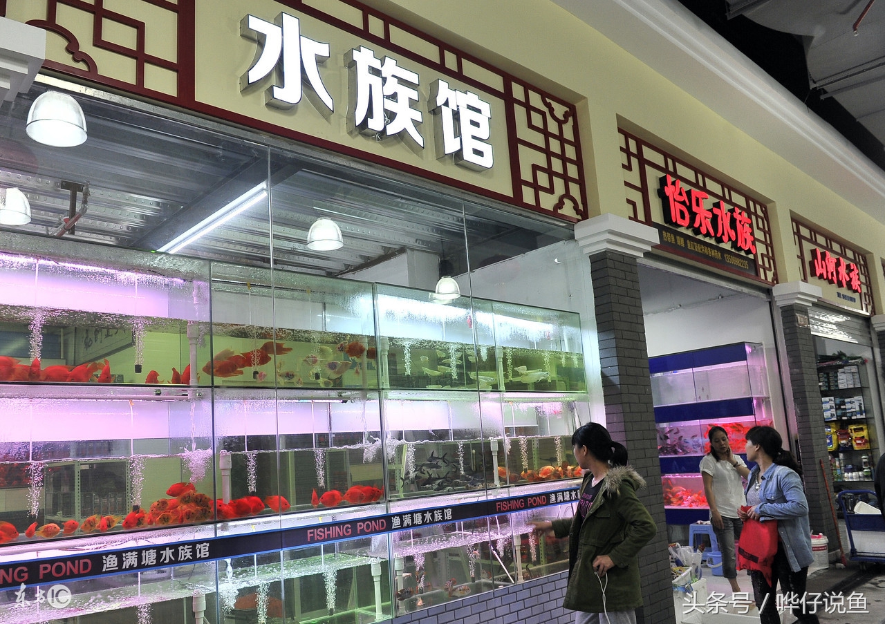 快打住！开水族店的这个念头就此打住，你把这件事想得太简单了！