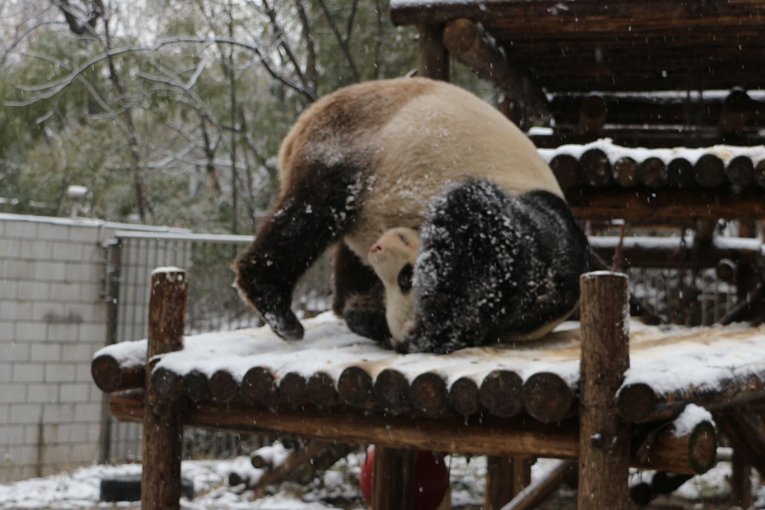 秋高气爽大熊猫户外玩耍萌态十足,大熊猫第一次在雪里玩耍