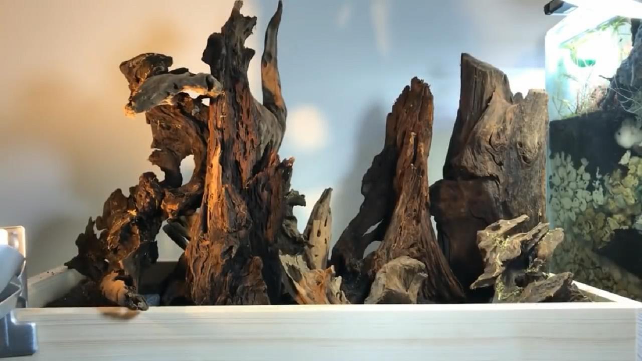 草缸造景维护教程,苔藓造景雨林缸新手