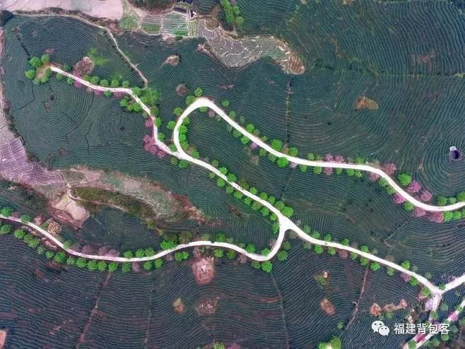 你们养的蛙现在回家了吗,养的蛙都去哪里了