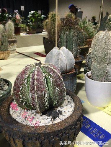 仙人掌有什么知识,仙人掌植物生长的小知识